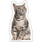 Custom Contoured Pillow: Your Cat Picture